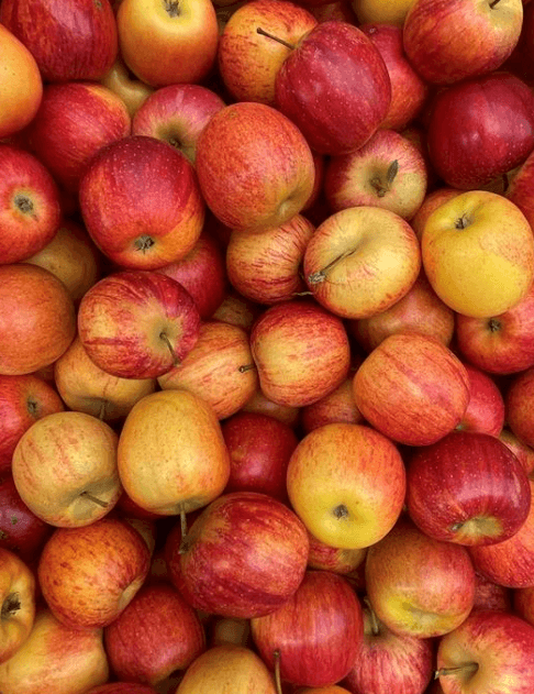 MACA GALA PEQ